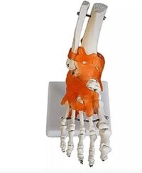 Human Foot Joint Anatomy Model - Pvc Material, Flexible Design For Detailed Study And Teaching | Ideal For Medical Professionals, Schools And Labs