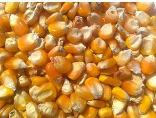 YELLOW MAIZE CATTLE FEED