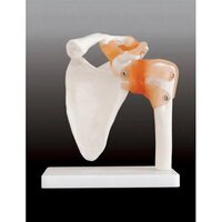 Human Shoulder Joint Model - Color: White