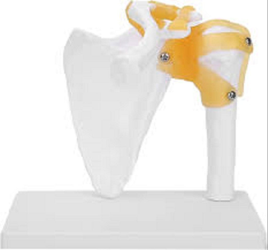 Human Shoulder Joint Model