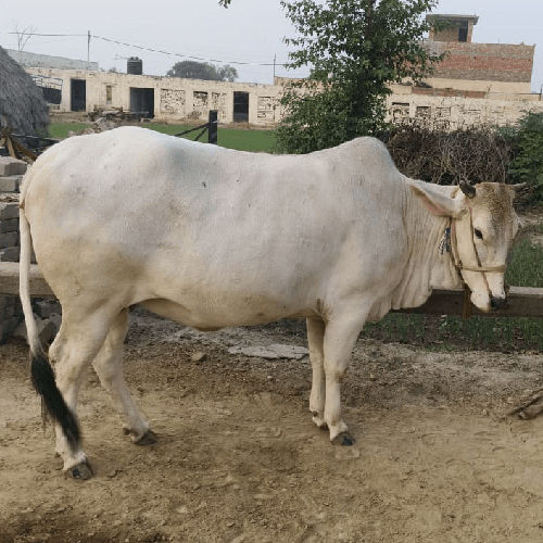 Pure Haryana Cow