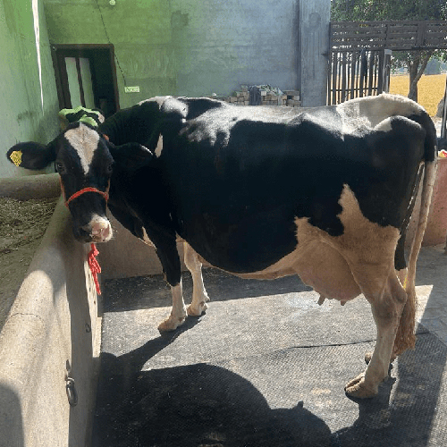 Indian HF Cow