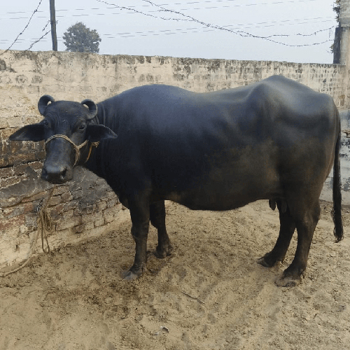 Black Murrah Buffalo