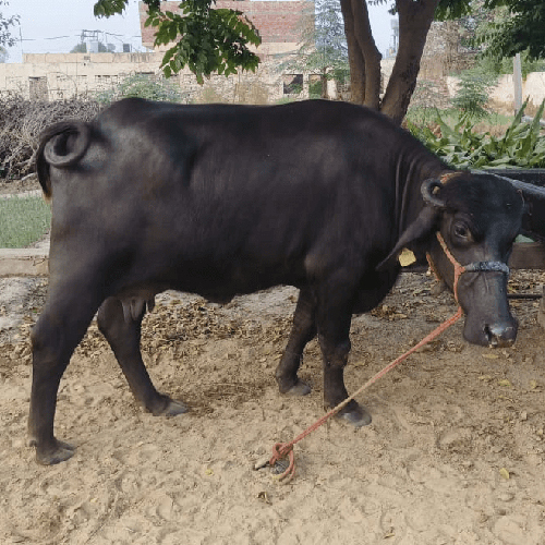 Purebred Murrah Buffalo