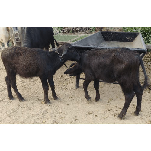 Different Available Pure Murrah Buffalo