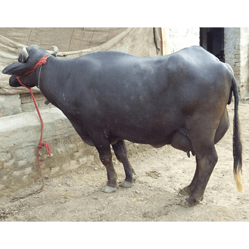 Indian Murrah Buffalo