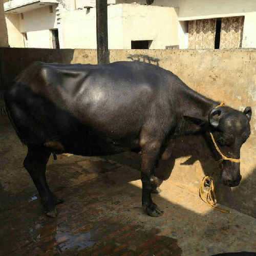 Dairy Black Murrah Buffalo