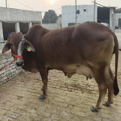 Pure Sahiwal Bull