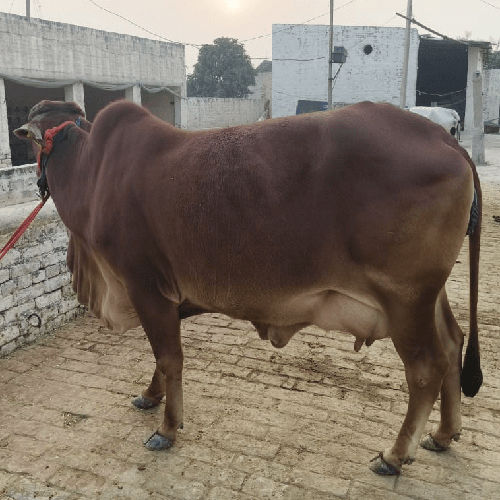 Sahiwal Breed Bull