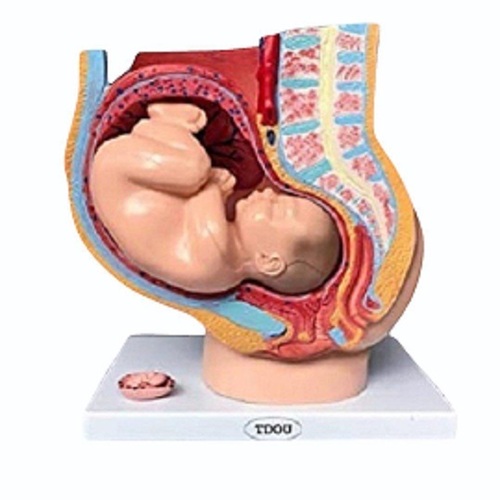 Embryology models- system wise