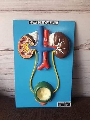 Human Excretory System Model