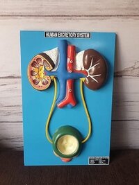 Human Excretory System Model