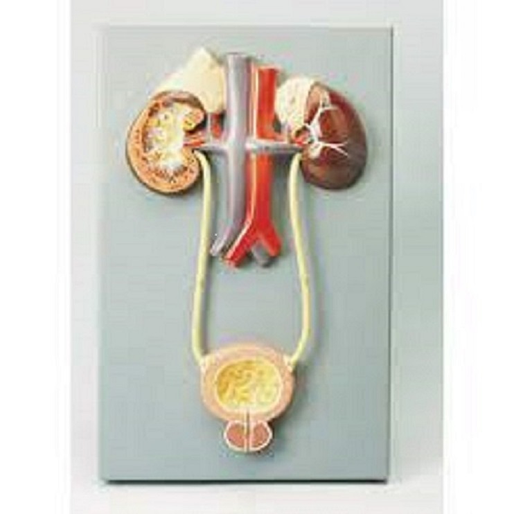 Human Excretory System Model