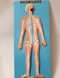 Human Nervous System Model