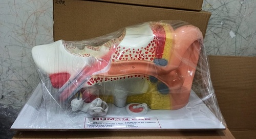 Human Ear Anatomy Model