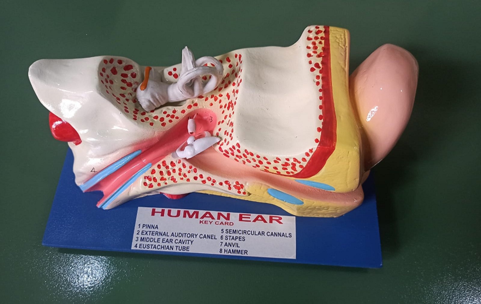 Human Ear Anatomy Model