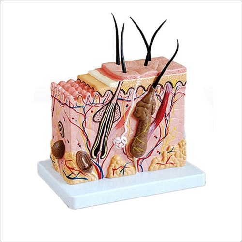 Skin Model Enlarged