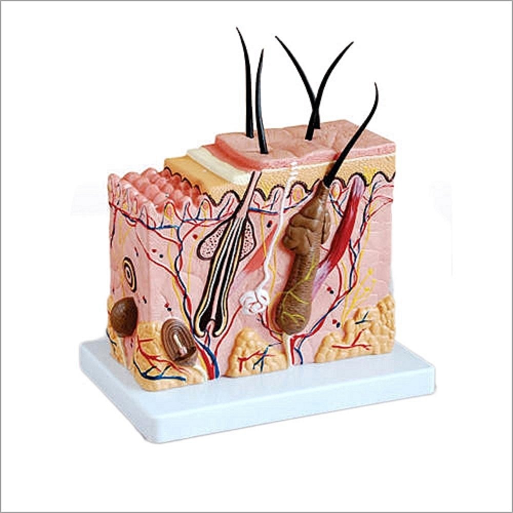 Skin Model Enlarged