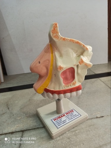 Human Nose Model