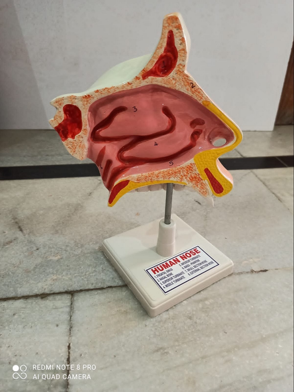 Human Nose Model