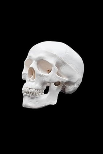 Human Skull Model