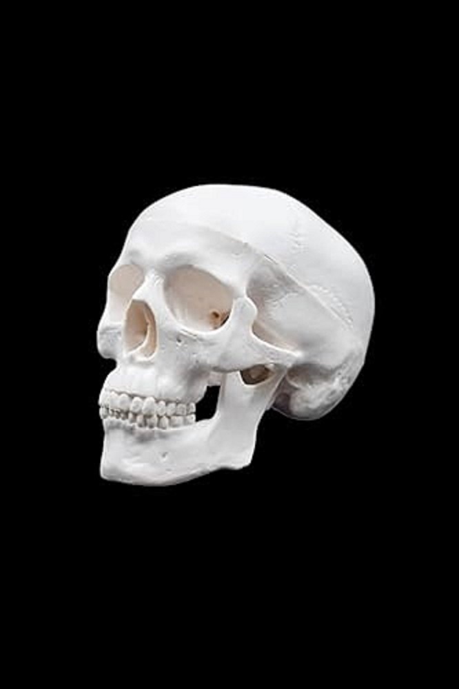 Human Skull Model