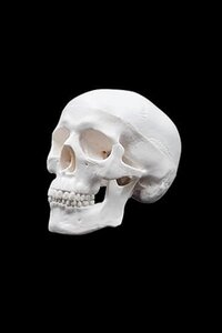 Human Skull Model
