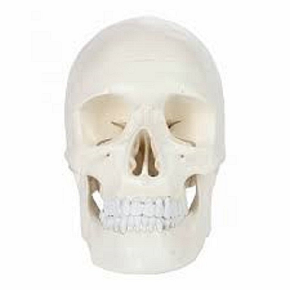Human Skull Model