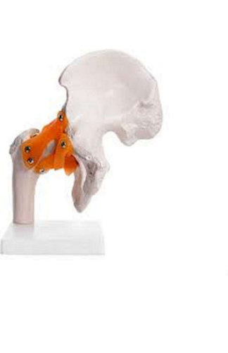 Life Size Hip Joint Models