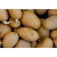 Fresh Kufri Jyoti Potato Seed - High Purity, Nil Moisture | First-class Seed With High Germination Rate & Strong Disease Resistance