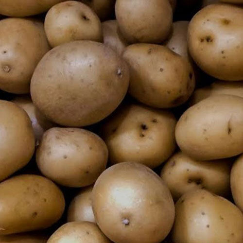 Common Fresh Kufri Lauvkar Potato Seed