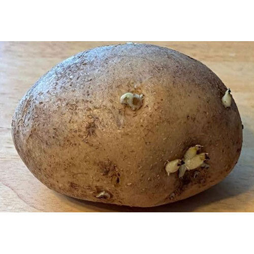 Common Fresh Potato Seed