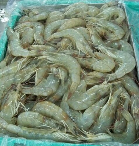 Frozen Shrimps