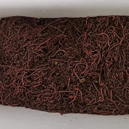 Composting Live Earthworms Application: Agriculture