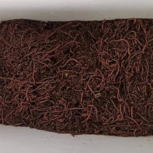 Composting Live Earthworms