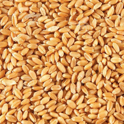 Common Natural Wheat Seeds