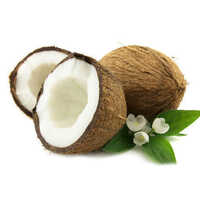 Fresh Coconut - Color: White