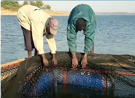 Aquaculture Net Cage