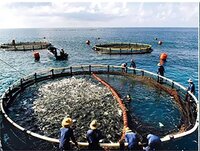 Aquaculture Net Cage