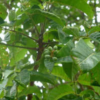 Elemi Pure Essential Oil Purity: High