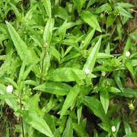 Bhringaraj Extract - Herbal Blend, Suggested Use Directions, Store In Dry And Cool Place