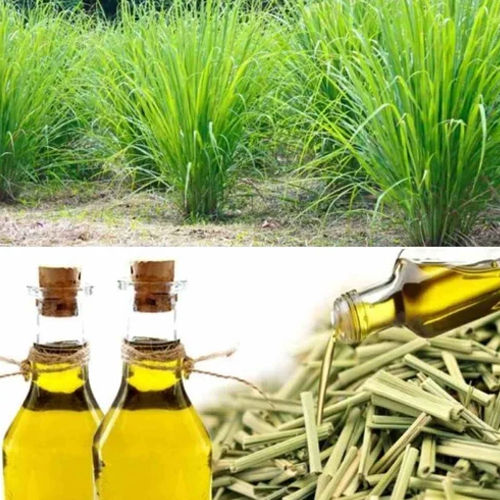 Lemongrass Essential Oil Purity: High