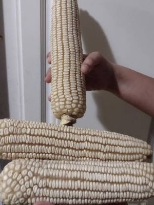 White Corn - Cultivation Type: Common