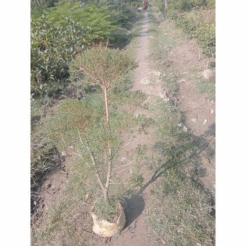 Different Available Copper Topiary Plant