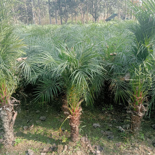 Fonis palm plant