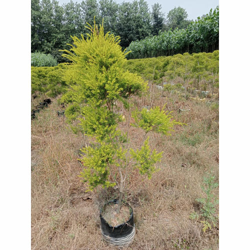 Golden topiary plant