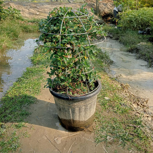 Asiatic Jasmine Plant