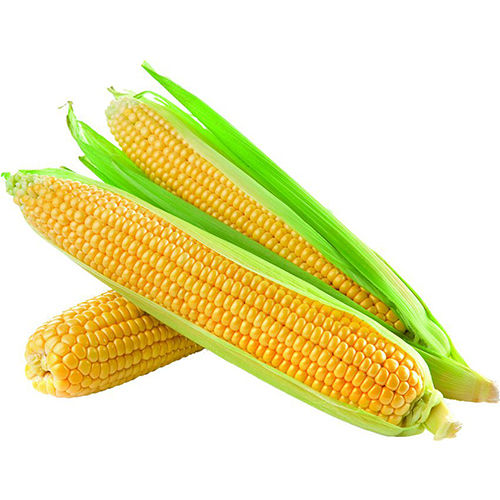 Organic Yellow Maize