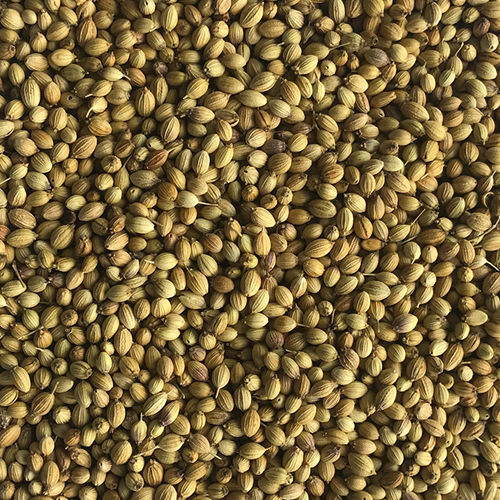 Brownish Green And Parrot Green Single Coriander Seed