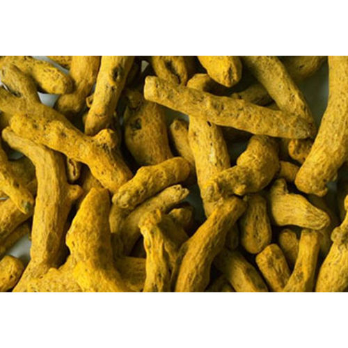 Yellow Japan Turmeric Finger